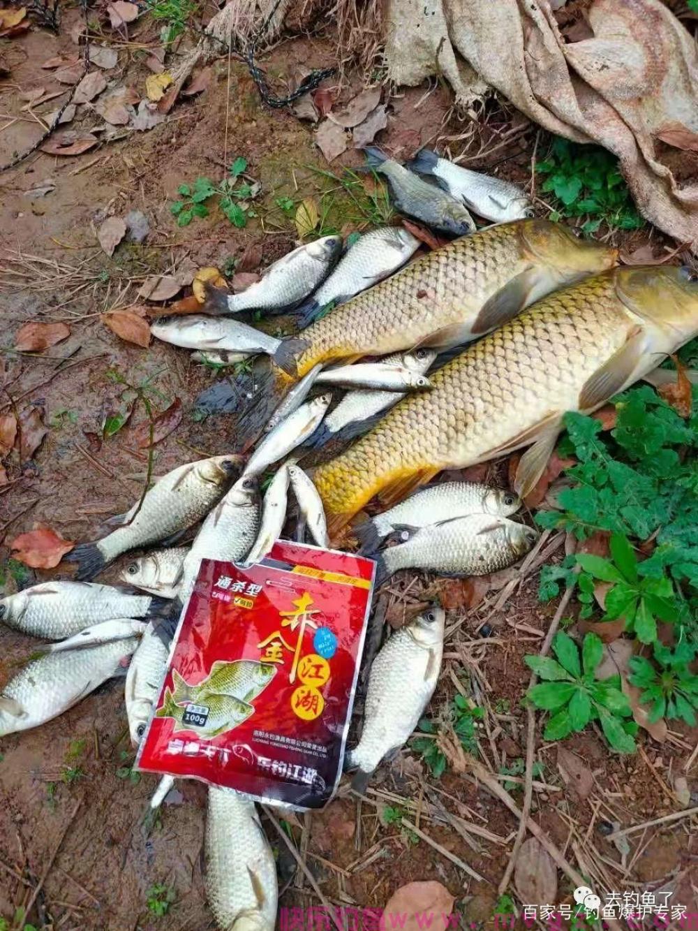 钓鲫鱼必用的特效饵料，效果好到不敢相信，连竿到手软！(图2)