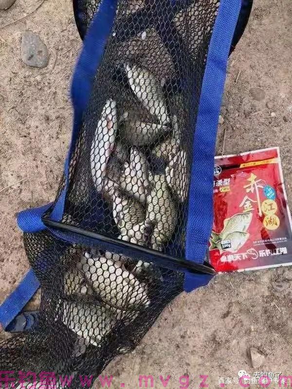 钓鲫鱼必用的特效饵料，效果好到不敢相信，连竿到手软！(图3)