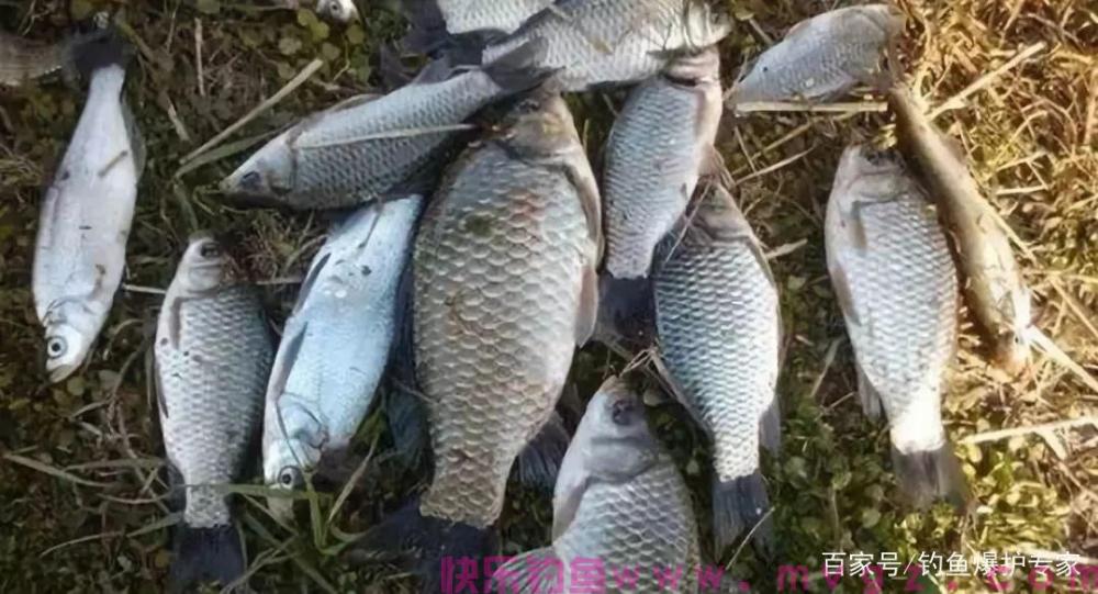 钓鲫鱼，用什么饵料最好钓？(图1)