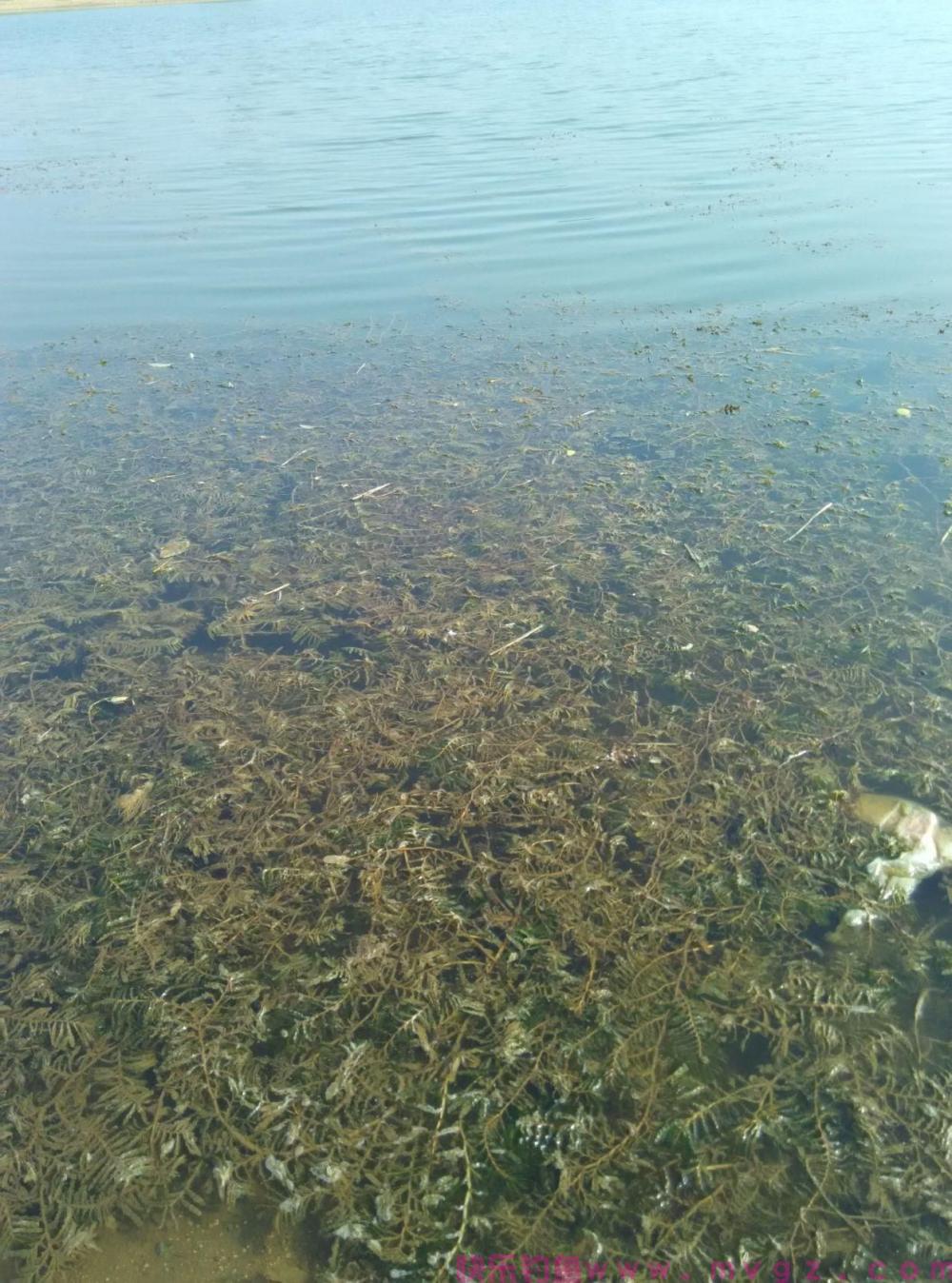 钓鲫鱼在何时选择钓浮，这些技巧需掌握(图5)