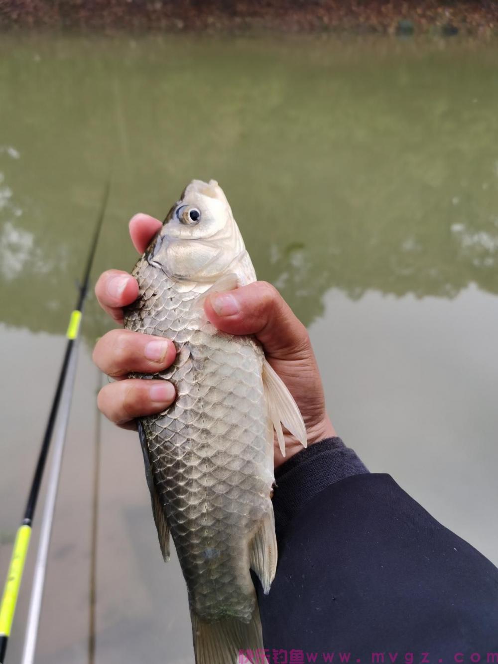 钓鲫鱼在何时选择钓浮，这些技巧需掌握(图6)