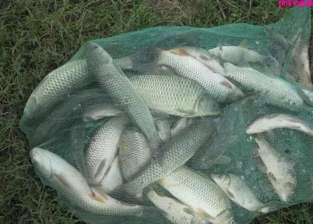 秋季野钓自制饵料配方9个，助你连竿上鱼！建议收藏(图3)