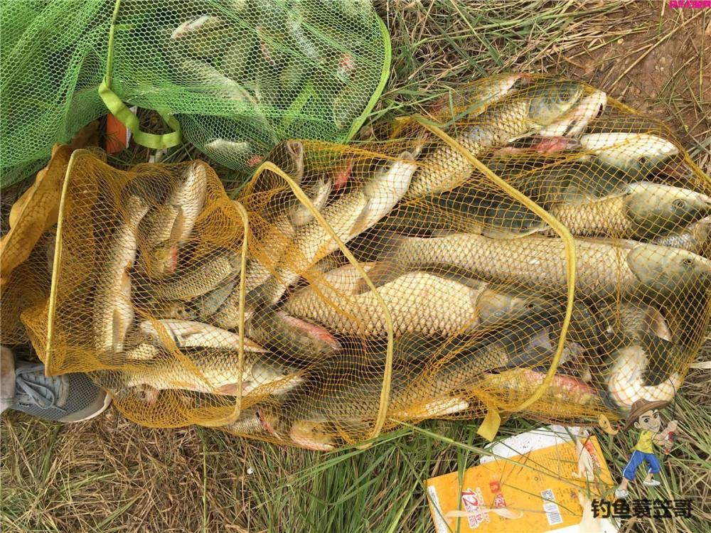 野外钓鱼饵料大盘点！看完后自己做能为你省不少钱！(图1)