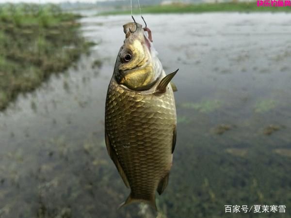 钓鱼用什么饵料好？这3组野钓配方，个个都是经典，鲫鲤鱼的都有