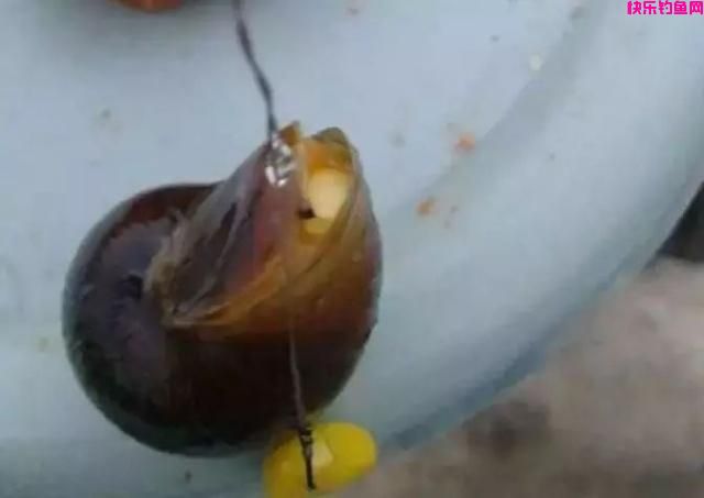 老钓友不愿透漏的3款天然饵料配方,5分钟看完,钓鱼经常爆护!(图5) 老钓友不愿透漏的3款天然饵料配方,5分钟看完,钓鱼经常爆护!(图5)
