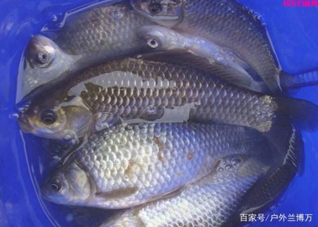 经典商品饵料配方分享 野钓鲫鱼必备(图1)