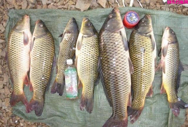 涨姿势！非常有效的3款钓鲤鱼饵料配方，3小时狂拉67斤鲤鱼！(图6)