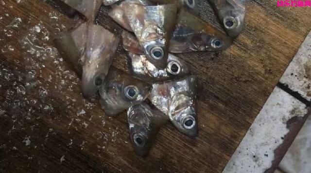 钓鱼常用的腥味饵料有哪些呢(图3)