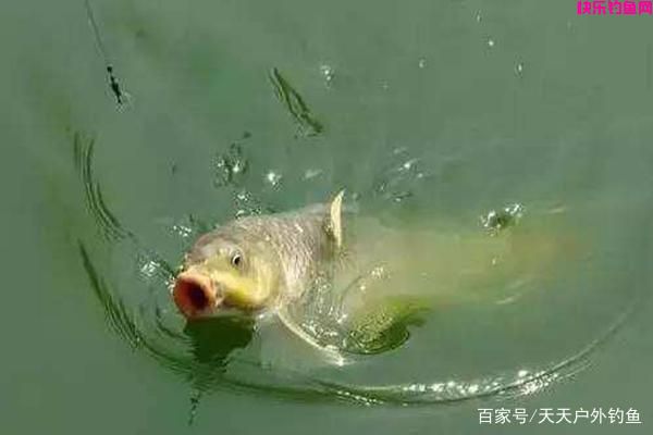 仲秋钓鱼必杀饵料配方，爽钓国庆长假(图4)