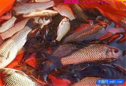 钓鲫鱼就用红薯+蜂蜜做拉饵=20斤鱼获！(图2)