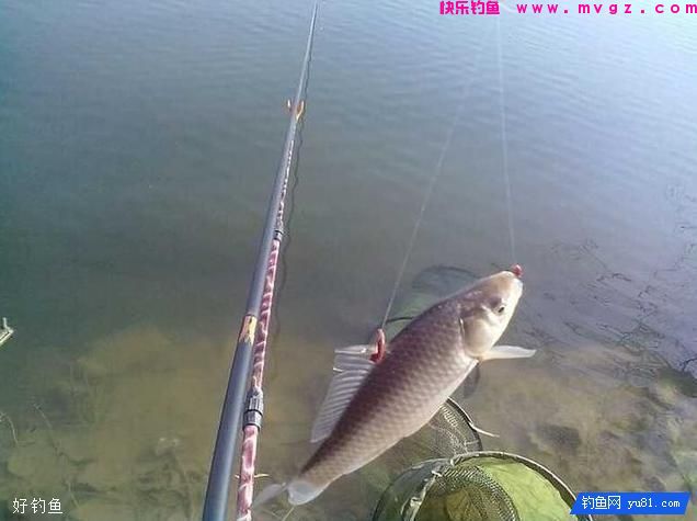 掏来的两款饵料配方，钓鲫钓鲤一准管用(图1)