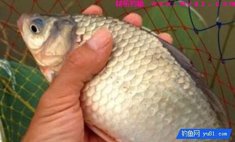 天一冷，常给鲫鱼做这诱饵，一钓还不想收竿(图1)