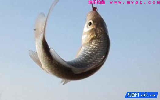 商品饵加蚯蚓，钓鲫鱼秘籍(图3)
