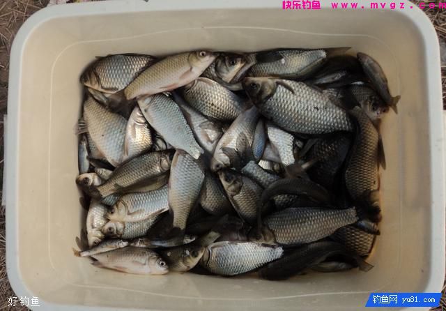 野钓鲫鱼难上钩?教你一个简单小窍门(图1) 野钓鲫鱼难上钩?教你一个简单小窍门(图1)
