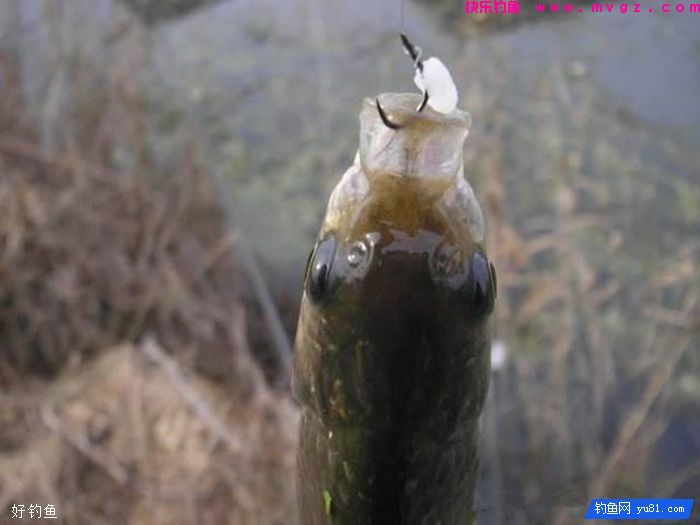 冬季钓鲫鱼应该用什么饵？饵料配制和状态作何调整(图3)