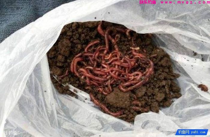 冬季节钓鲫鱼大招，蚯蚓做窝子和蚯蚓上钩技巧(图1)