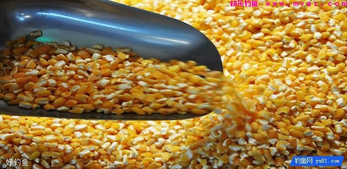 冬季主攻鲫鱼饵料配方，效果好，上鱼快(图1)