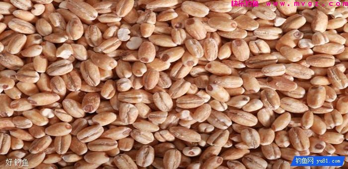 冬季主攻鲫鱼饵料配方，效果好，上鱼快(图2)