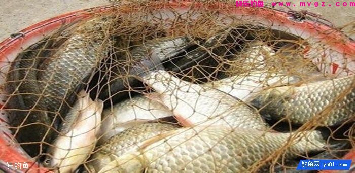 天气转凉，钓鲫鱼专用饵，简单高效(图1)