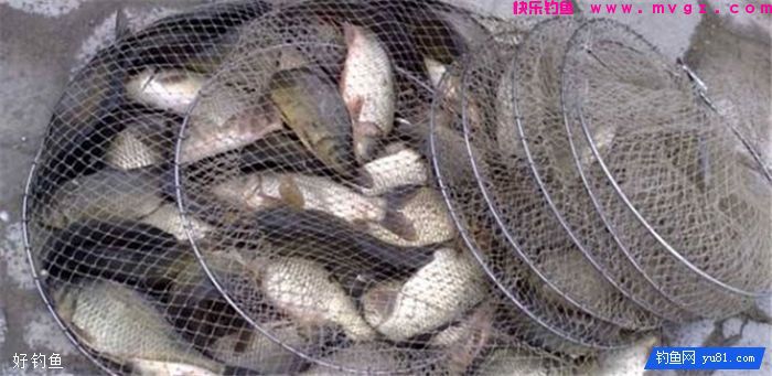 秋季钓鲫鱼的自制酒米诱饵,实用(图3) 秋季钓鲫鱼的自制酒米诱饵,实用(图3)