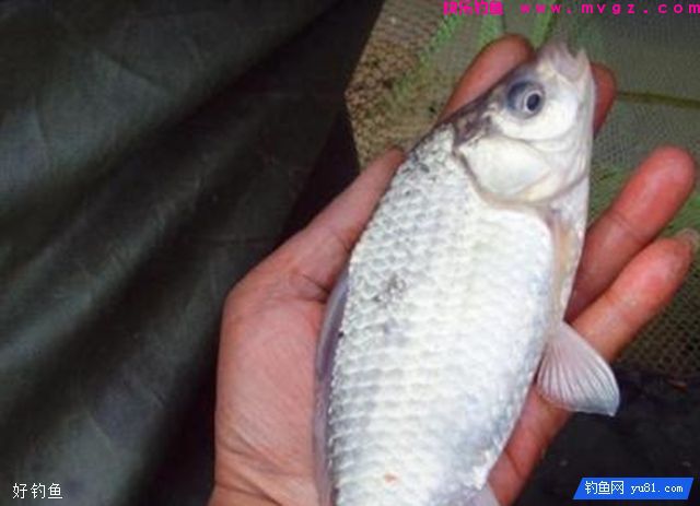 钓鲫鱼的麦粒制饵配方，步骤详解(图1)