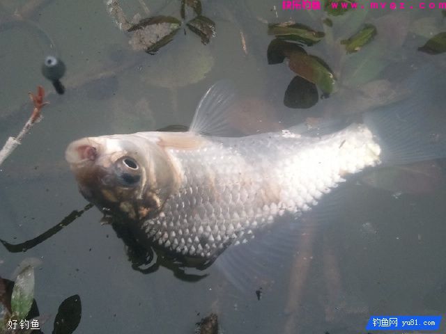 江河、湖库钓鲫鱼的2款饵料配方(图2)