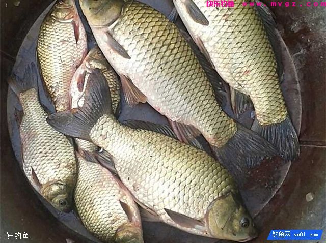 钓鲫鱼鲤鱼草鱼的大水面通杀饵配方(图1)