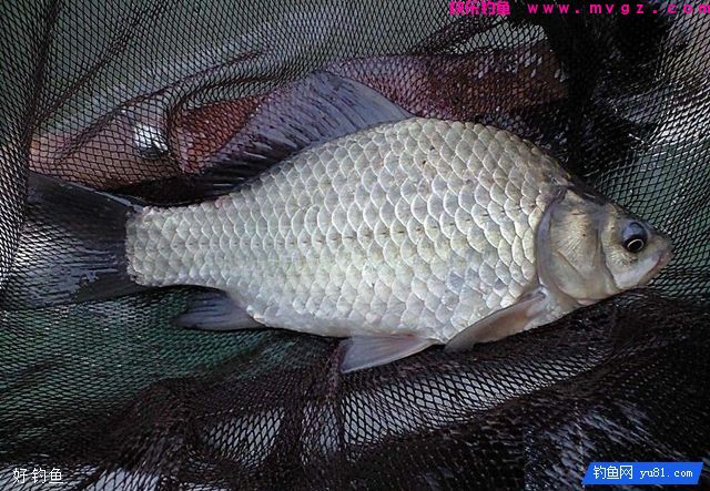 秋季钓鲫鱼鲤鱼的自制爆护饵料(图1)