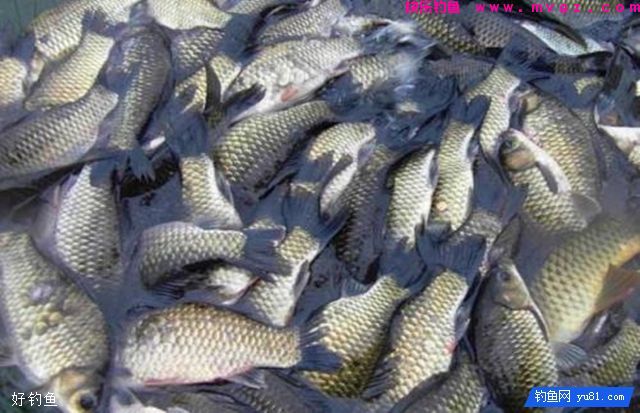 秋季钓鲫鱼鲤鱼的自制爆护饵料(图2)