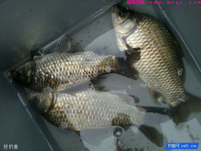 自制让你狂拉鲫鱼的天然饵料(图3)