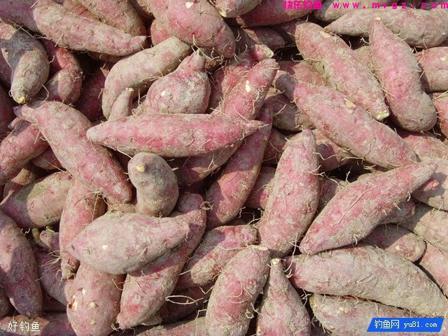 自制让你狂拉鲫鱼的天然饵料(图2)