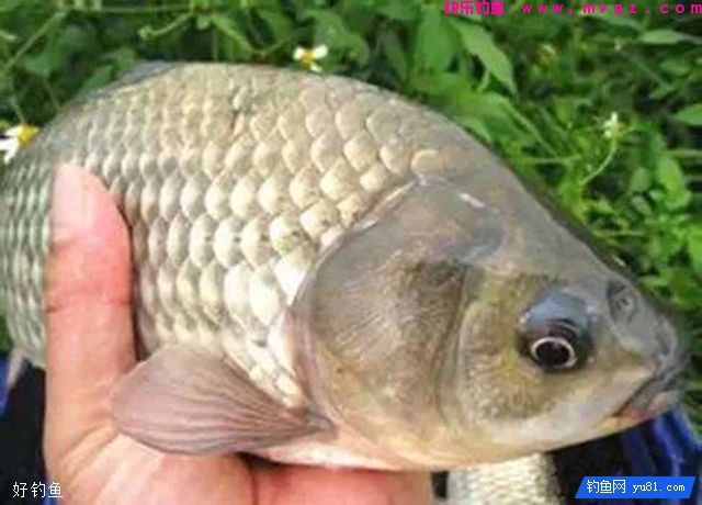 专钓野生鲫鱼的两个实用配方(图1)