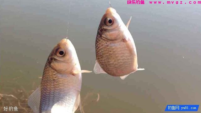 老鬼鱼饵在湖库钓鲫鱼的配方(图3)