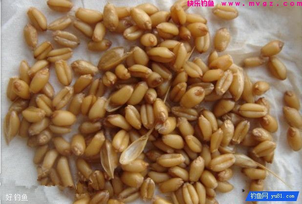3种麦粒钓鲫鱼的饵料配方(图2)