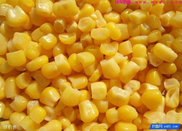 钓鲤鱼鲫鱼的窝料制作方法(图1) 钓鲤鱼鲫鱼的窝料制作方法(图1)