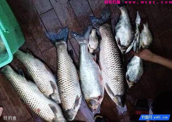 包食钓法：一种钓鲫鱼的科学手段(图2)