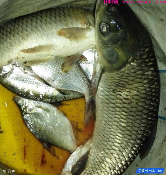 包食钓法：一种钓鲫鱼的科学手段(图1)