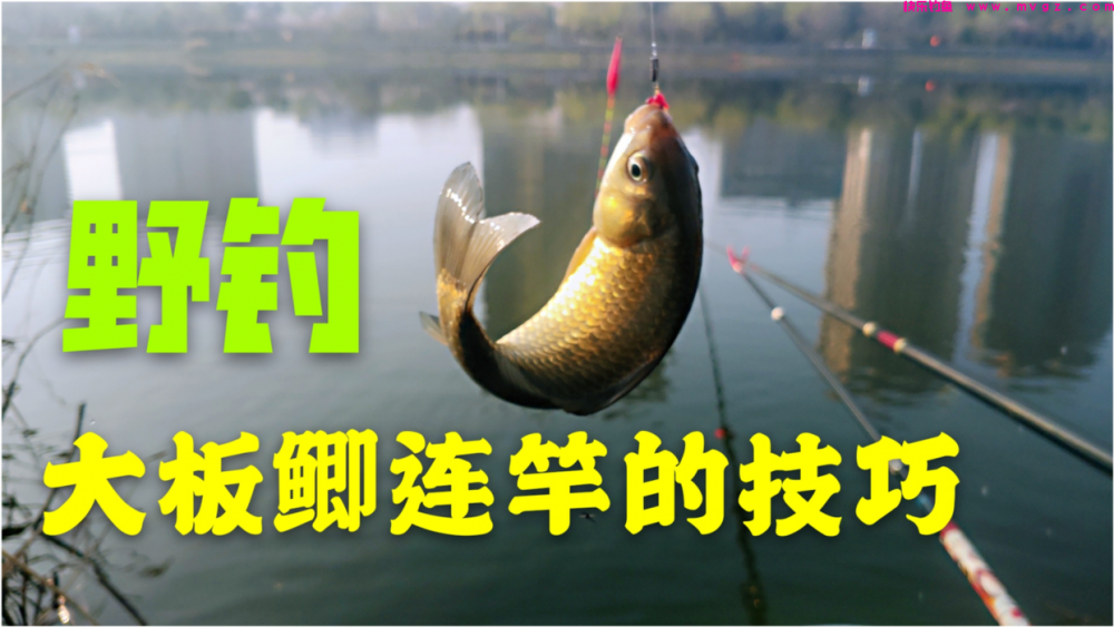 四月下旬钓鲫鱼,想要大板鲫连竿上,只需记住这7个技巧就行!(图1) 四月下旬钓鲫鱼,想要大板鲫连竿上,只需记住这7个技巧就行!(图1)