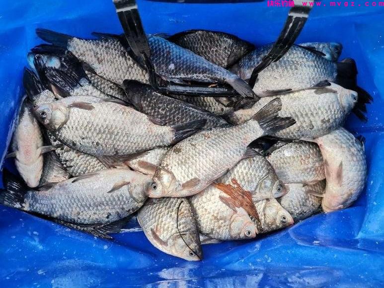 春季垂钓鲫鱼，不要老怪“资源差”，用对方法才是爆护的正确方式(图8)