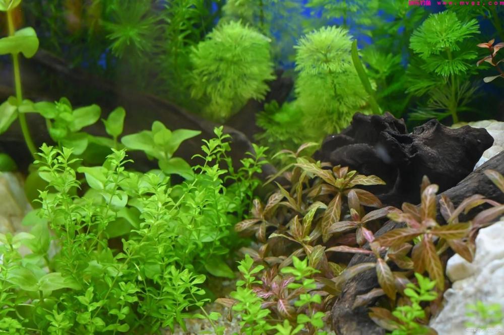 春季钓鲫鱼分时节不同的钓鱼技巧(图1)