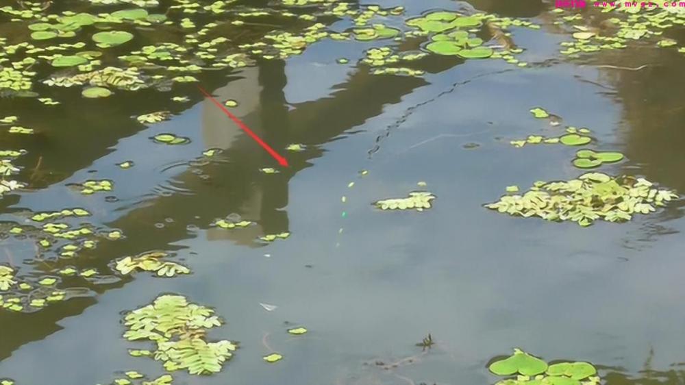 四月下旬钓鲫鱼,想要大板鲫连竿上,只需记住这7个技巧就行!(图5) 四月下旬钓鲫鱼,想要大板鲫连竿上,只需记住这7个技巧就行!(图5)