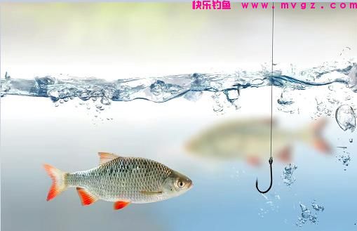 钓鲫鱼时使用“截杀”钓法，其乐无穷，同时是增加渔获的利器(图2)
