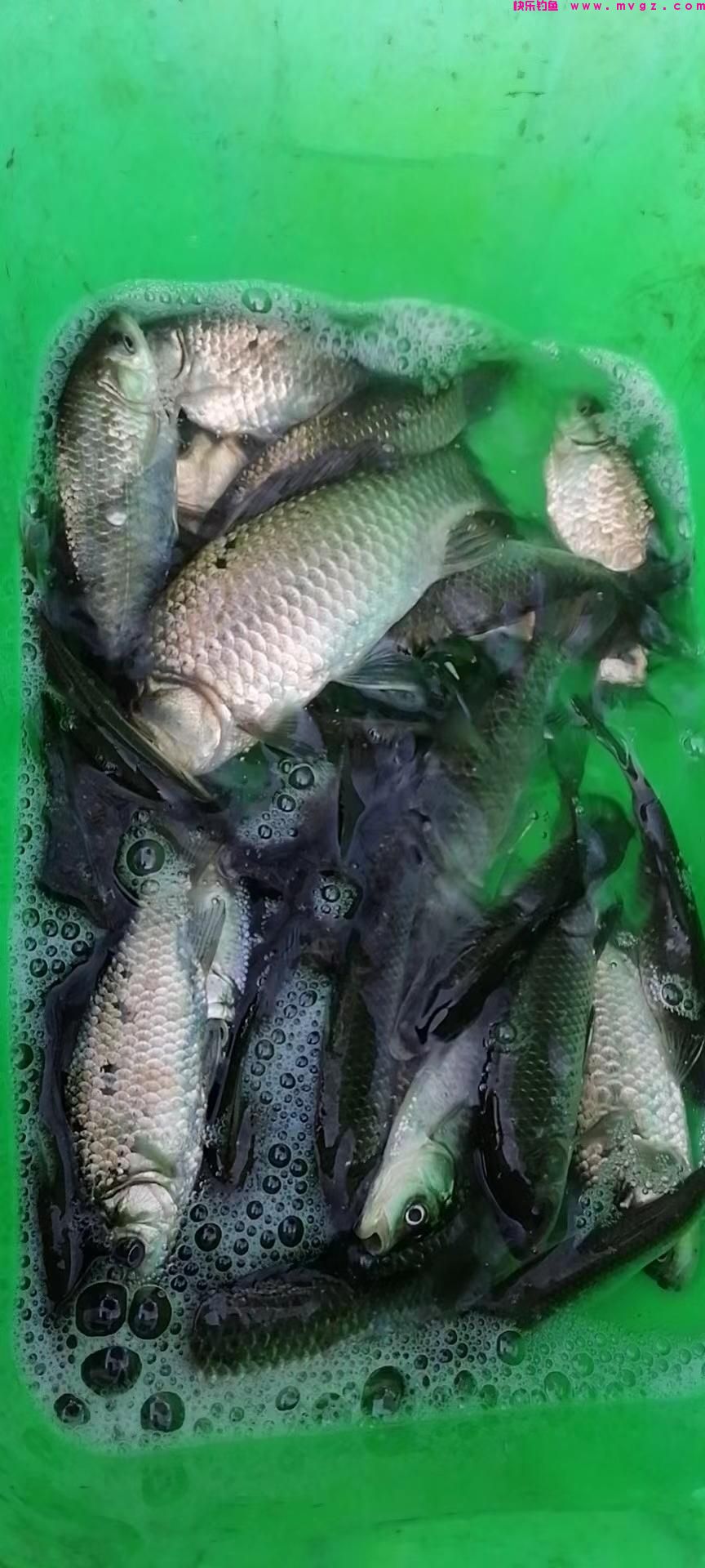 四月谷雨，钓鲫鱼的黄金期已来临。要想爆护，做到以下几点即可(图2)