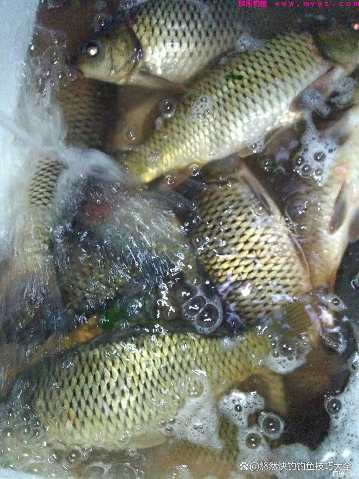 野外钓鲫鱼最好用的饵料(图1)
