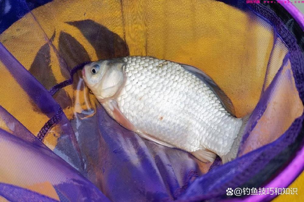 仲春钓鲫鱼的4句口诀，掌握以后能大幅提高钓获
