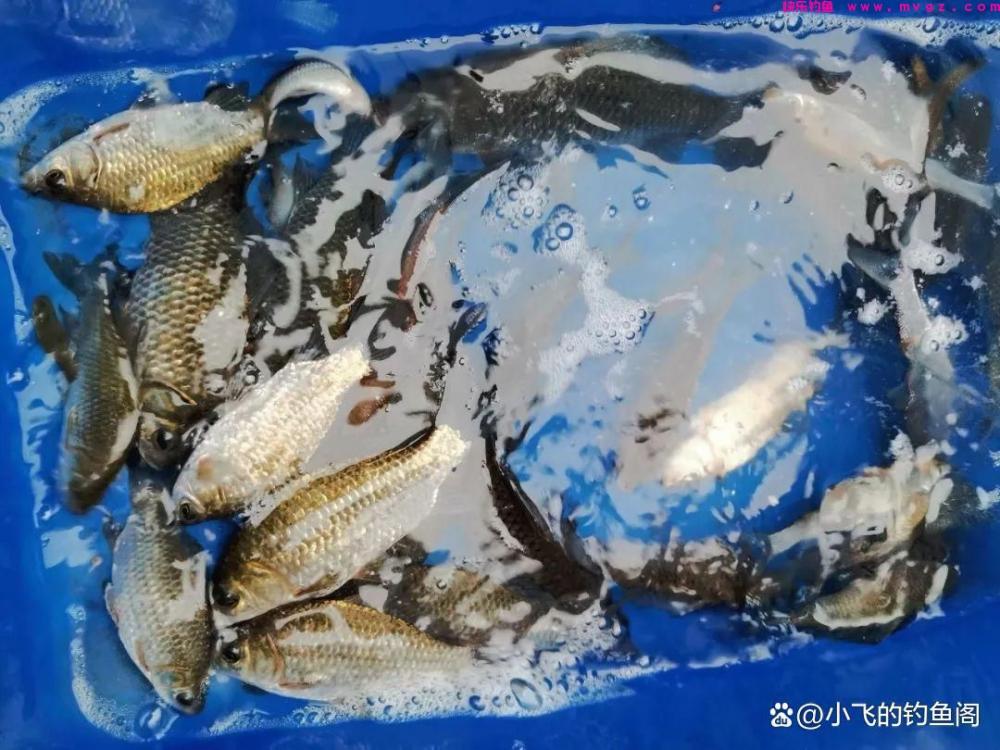 春季一过鲫鱼就没法钓了？找到对的时间和钓位，照样连杆！(图1)