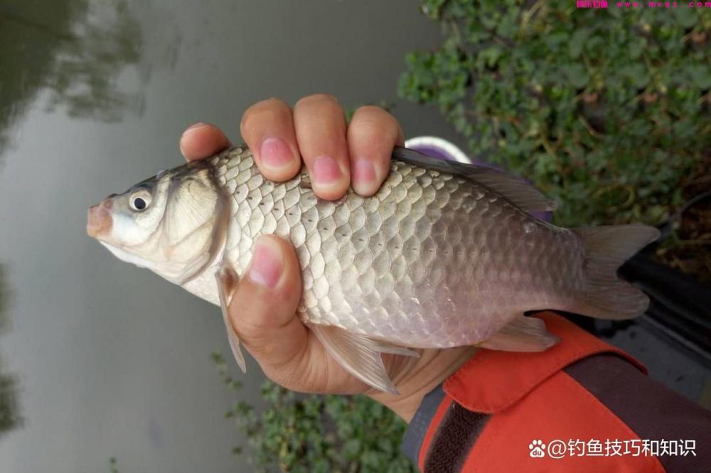 野钓鲫鱼分成四个步骤，严格按照流程走，渔获一般少不了(图1)