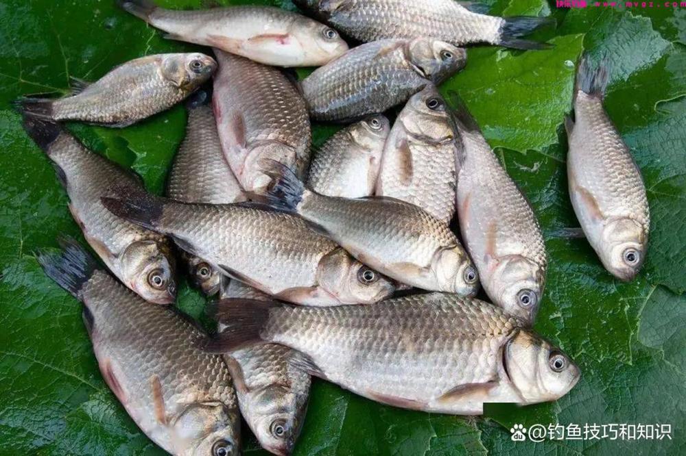野钓鲫鱼分成四个步骤，严格按照流程走，渔获一般少不了(图3)