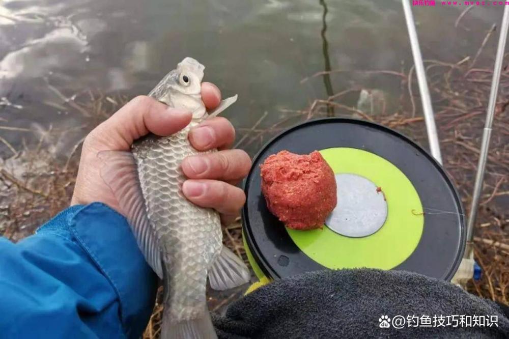 野钓鲫鱼分成四个步骤，严格按照流程走，渔获一般少不了(图5)