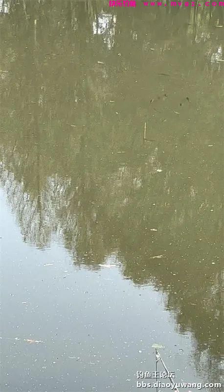 仲春钓鲫，抓住尾声(图1)